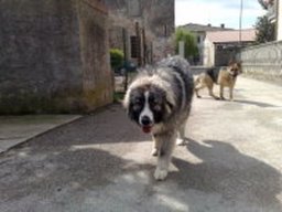 ciobanel_20211129_1063944145